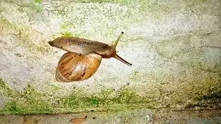 nature slow-motion snails 