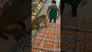 Funny Animal AI Shorts 😂 | Viral Cute & Crazy Moments 🐶🐵 #shorts #animals