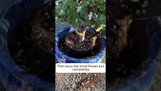 🌱✨ Repotting Tips for Happy Plants ✨🌱#reels