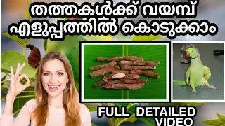 How to give Vayambu to parrots malayalam |തത്തകൾക്ക് ഇനി നിഷ്പ്രയാസം വയമ്പ് കൊടുക്കാം #parotmalayalm