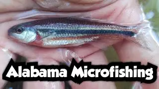 Catching Beautiful Rough Shiners in Alabama | Alabama Microfishing