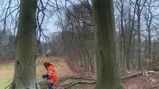 felling a beech tree on the slope stihl MS 400C 