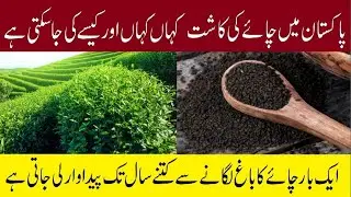 Tea Cultivation in Pakistan | Tea Potential Areas & Production | Profit Ratio in Tea Plant