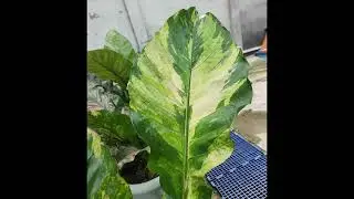 Selecting multicolor anthurium: Cues for health & color retention?