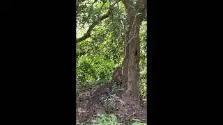 Monkey #animals #monkeysseenthroughoureyes #monkeyantics
