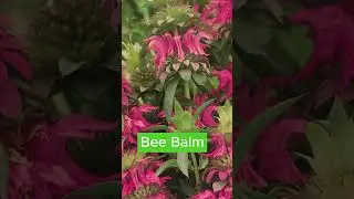 Starting perennials from seed in late spring  #thegardenlife