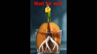 Mango in a Glass 🥭😱#viral #shortsfeed #ytshorts #shorts