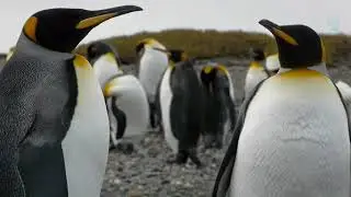 Penguin Of Antarctica, Calming Music, Sleep, Meditation Music [Full HD] 1080p