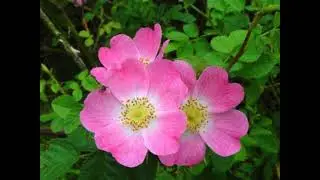 Rosa Eglantine or Sweet Briar