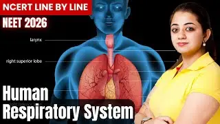 Human Respiratory System | Class 11 Biology | NEET 2026 | NCERT Line by Line | Human Physiology