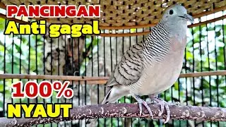 Perkutut lokal gacor PANCINGAN ANTI GAGAL 100% Pasti nyaut 