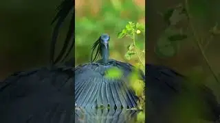 Черная цапля на охоте! Чтобы поймать рыбу, черная цапля заходит на мелководье и