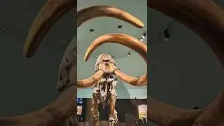 Mammoths 🦣 La Brea Tar Pits 🦣 Short #labrea #mammoth #woolymammoth