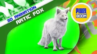 Green Screen Arctic Fox Animals 3D Animations PixelBoom