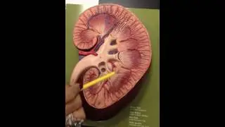 Practical of Kidney.MOV