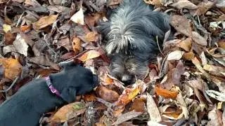 Pug puppy and wolfhound husky mutt play in the leaves