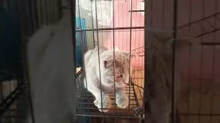 angora #kucing #cat #shorts