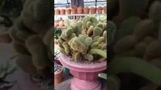 Mammillaria Elongata/Brain Cactus #shorts#trending#viral#youtubeshorts#mammillariaelongata