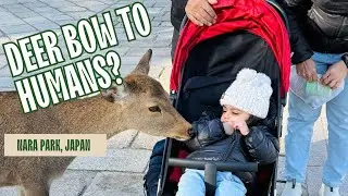 Day 2 Japan 🇯🇵 | Osaka to Nara Park &mdash; Deer Feeding Experience