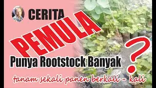 ROOTSTOCK RED MASTER