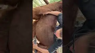 Стрижка Роуз Лама 🤘🏻
