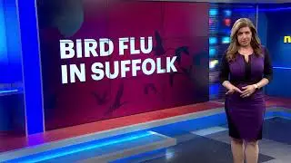 Highly pathogenic' Avian influenza detected in Suffolk County