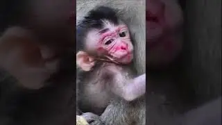 So Pity trying hard to hug mom carefully #babymonkey  #monkey #monkeywild #monkeylife #babymonkey
