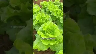 #When growing vegetables at home in summer choose heat-tolerant varieties of lettuce. They