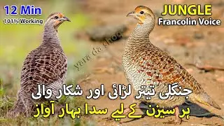 Teetar ki Ladai or Shikar Wali Awaz | 101% Working Partridge Hunting Sound | Female Francolin Voice