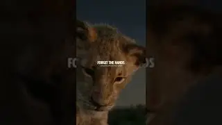 #simba #neverforgot #motivation #respect