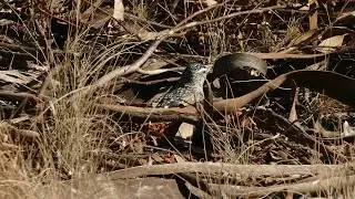 Spotted Pardalote digging nest hole bushland Oct 2018 NW Vic [2] P2340255