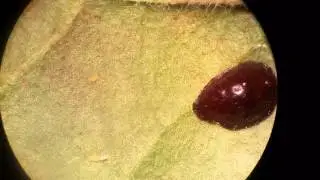 Coccus hesperidum [Brown Scale] II