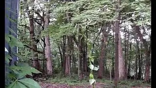 Vine Nutation
