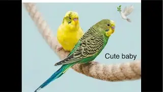 Budgie happy sound