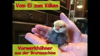 Vom Ei zum Küken - Vorwerkhühner aus der Brutmaschine