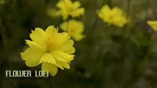 Dreamy R&B Beats 🌙 🌸 Smooth Lo-Fi Mix to Relax, Study & Drift Away