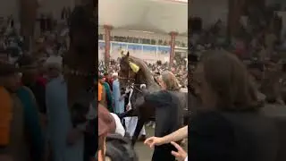 CM KP Ali Amin Gundapur Dance With Horse | #Shorts #shortvideo #PTI #Protest