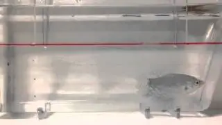 Zebrafish escape behavior (predator exposure)