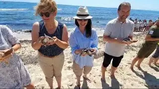 Alliberen 74 cries de tortuga marina a es Cavallet