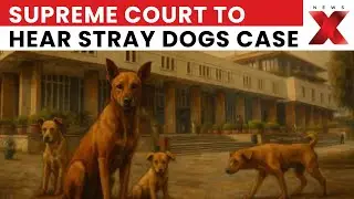 Stray Dogs Case: SC Directs Action on Stray Dogs Feeding in Government and Public Offices | NewsX
