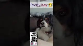 ZOEYS SHOW - STRIKE A POSE