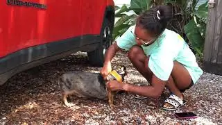 Emergency Planning for Pets