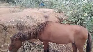 9994472457 நாட்டு குதிரை விற்பனைக்கு உள்ளது