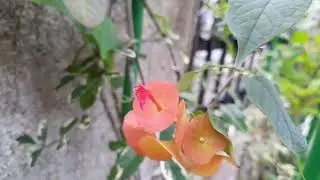 ENJOY THIS FLOWERS CHINESE HAT PLANT // LETS HAVE A BREAKFAST