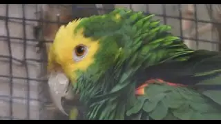 Close-up Yellow-headed Parrot ssp belizensis