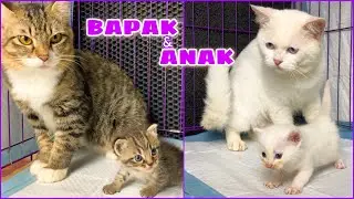 ANAK KUCING MEONG MEONG DI JAGAIN BAPAK KUCING KOCAK SAMPE RUSUH BANGET !!