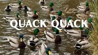 Background Relaxing Nature Sounds Video for Animal Lovers 🦆 | Mallard Ducks Swimming Quacking Sounds