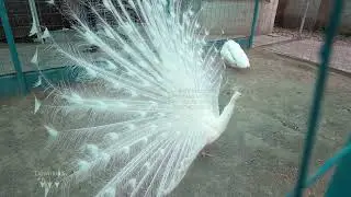 Stock footage / White Peacock with open tail