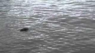 Part 1 - The seal at white beach Anglesey