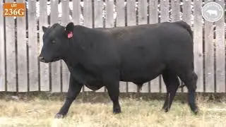 236G